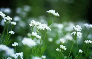 Tinctoria: Woodruff