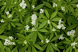 Galium: Woodruff in flower