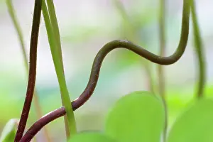 Sorrel: Woodsorrel