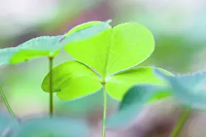 Sorrel: Woodsorrel