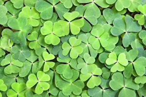 Sorrel: Woodsorrel