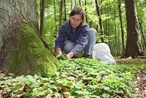 Sorrel: Woodsorrel