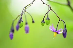 Nightshade: Woody Nightshade