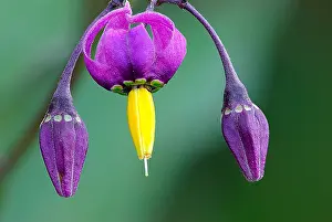 Nightshade: Woody Nightshade (Solanum dulcamara) flourishin