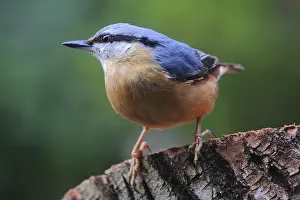 Sitta: Wooed Nuthatch (Sitta europaea-) Illfurth, Alsace