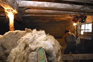 Shearing: Wool stored in a sheepfold Auvergne France