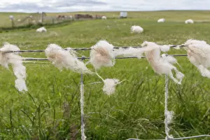 Metal: wool trapped in the fence