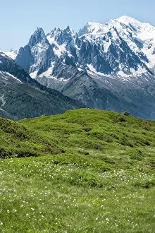 Sedge: Woolgrass at Aiguillette de Poisettes, behind Aiguille