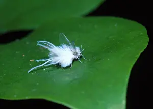 Woolly: Woolly Aphid
