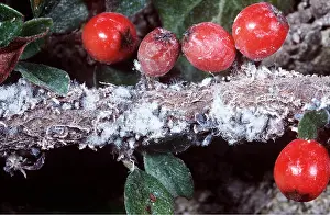 Woolly: WOOLLY APHID - on Cotoneaster