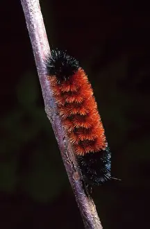 Larval: Woolly Bear Caterpillar