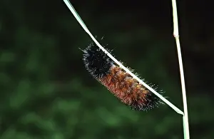 Worm: Woolly Bear Caterpillar