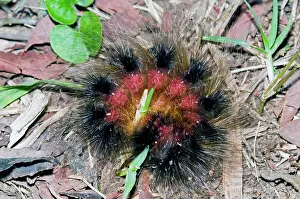 Rolled: Woolly Bear - caterpillar rolled up in self defence