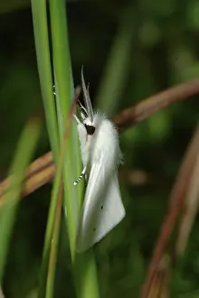 Arctiidae: Woolly Bear Moth (Diacrisia virginica)