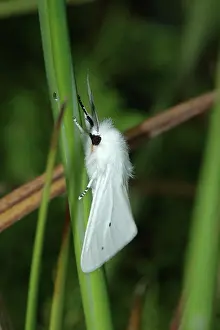 Arctiidae: Woolly Bear Moth (Diacrisia virginica)