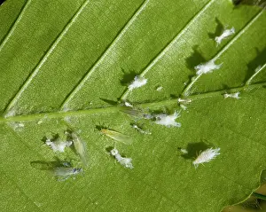 Fagi: Woolly Beech Aphid - colony on a beech tree leaf