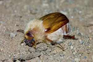 Flava: woolly chafer - Adult