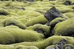 Vulcanic: Woolly Fringe-moss