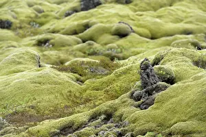 Vulcanic: Woolly Fringe-moss