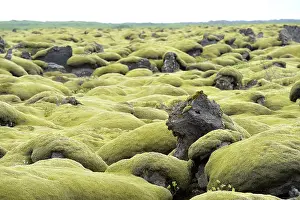 Vulcanic: Woolly Fringe-moss