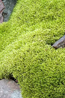 Talus: Woolly fringemoss on rocks - Racomitrium lanuginosum