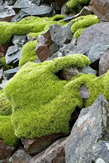 Talus: Woolly fringemoss on rocks - Racomitrium lanuginosum