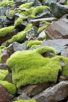 Talus: Woolly fringemoss on rocks - Racomitrium lanuginosum