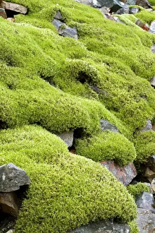 Talus: Woolly fringemoss on rocks - Racomitrium lanuginosum