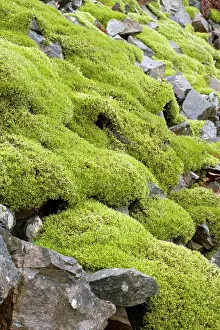 Talus: Woolly fringemoss on rocks - Racomitrium lanuginosum