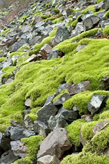 Talus: Woolly fringemoss on rocks - Racomitrium lanuginosum