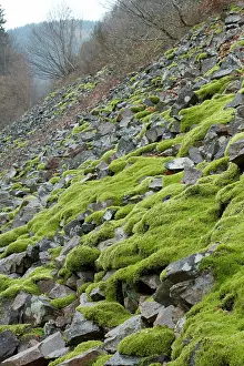 Talus: Woolly fringemoss on rocks - Racomitrium lanuginosum