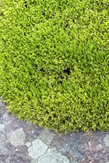 Talus: Woolly fringemoss on rocks - Racomitrium lanuginosum