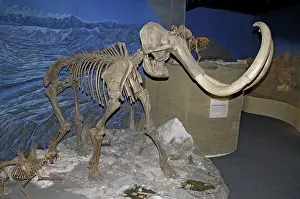 Mammoth: Woolly Mammoth