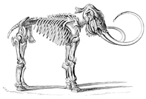 Mammuthus: Woolly Mammoth, Cenozoic Mammal