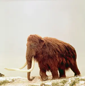 Model: WOOLLY MAMMOTH - Prehistoric Reconstruction