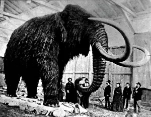 Mammoth: Woolly Mammoth Found In Siberia, 1903
