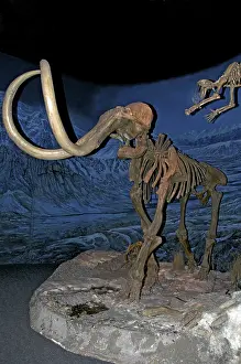 Mammoth: Woolly Mammoth Skeleton