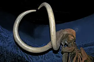 Mammoth: Woolly Mammoth Tusks