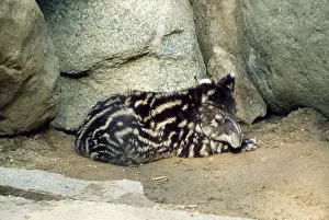 Tapir: WOOLLY / MOUNTAIN TAPIR