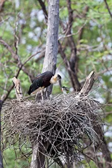 Episcopus: Woolly necked / Bishop / White-necked Stork