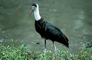 Episcopus: Woolly-necked Stork