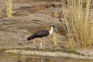 Episcopus: Woolly-necked stork