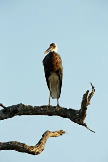 Woolly: Woolly-necked Stork