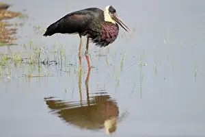 Woolly: Woolly-necked Stork