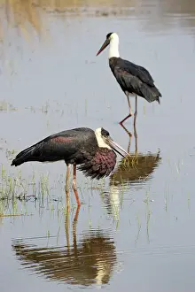 Woolly: Woolly-necked Stork