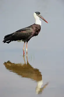 Woolly: Woolly-necked Stork