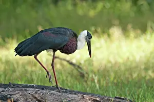 Episcopus: Woolly-necked Stork - on log with one leg raised