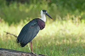 Episcopus: Woolly-necked Stork - standing on log