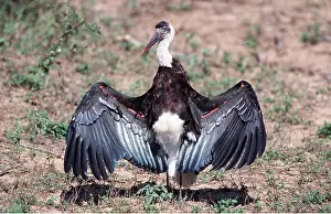 Storks: Woolly-necked / White-necked STORK - with wings spread