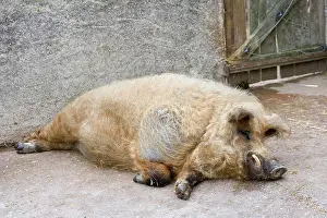 Bedtime: Woolly pig lying in front of a pigsty - France